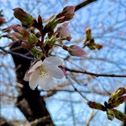 桜(^_^)これから楽しみですね(^_^)#桜 #さくら #花 #フラワー #兵庫県 #西宮市 #西宮市立中央体育館 #西宮市中央運動公園 (西宮市立中央体育館)https://www.instag