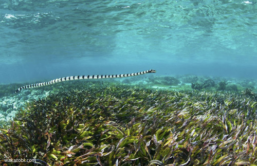 Sea kraits use their elongate bodies and small heads to probe cracks, crevices, and small openings i