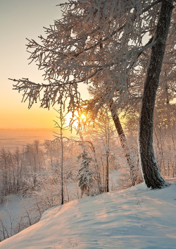 tulipnight:  Winter Sun by Andrey Snegirev 