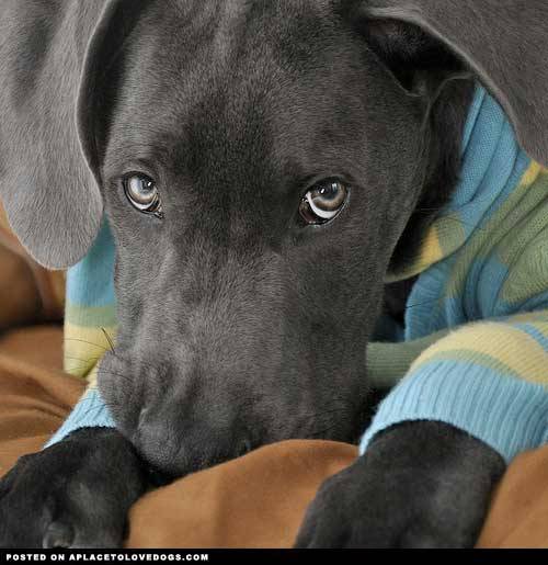 aplacetolovedogs:  Gorgeous Blue Great Dane Villa, 4 1/2 months old. Dem eyes!!