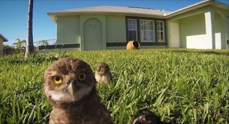 These owls are a hoot.
GoPro Camera Catches Owls Dancing