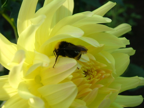 tenaflyviper: Sleeping bumblebees (or, as I like to call them, “deactivated buzzyfluffs”