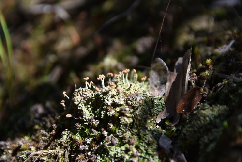brett-outdoors:Found this Cladonia lichen deep in the woods on an abandoned bridge. Lichens are