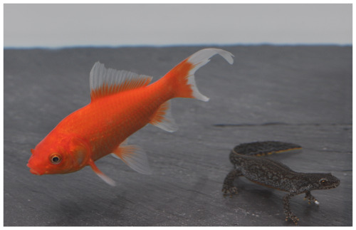 openfigs: Figure 1. The native Alpine newt (Ichthyosaura alpestris) and the introduced goldfish (Car