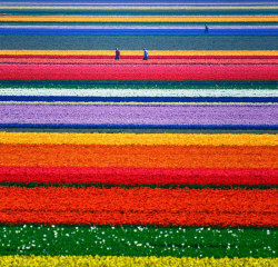 porlasperasdelaperih:  Campos de tulipán