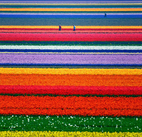 XXX porlasperasdelaperih:  Campos de tulipán photo