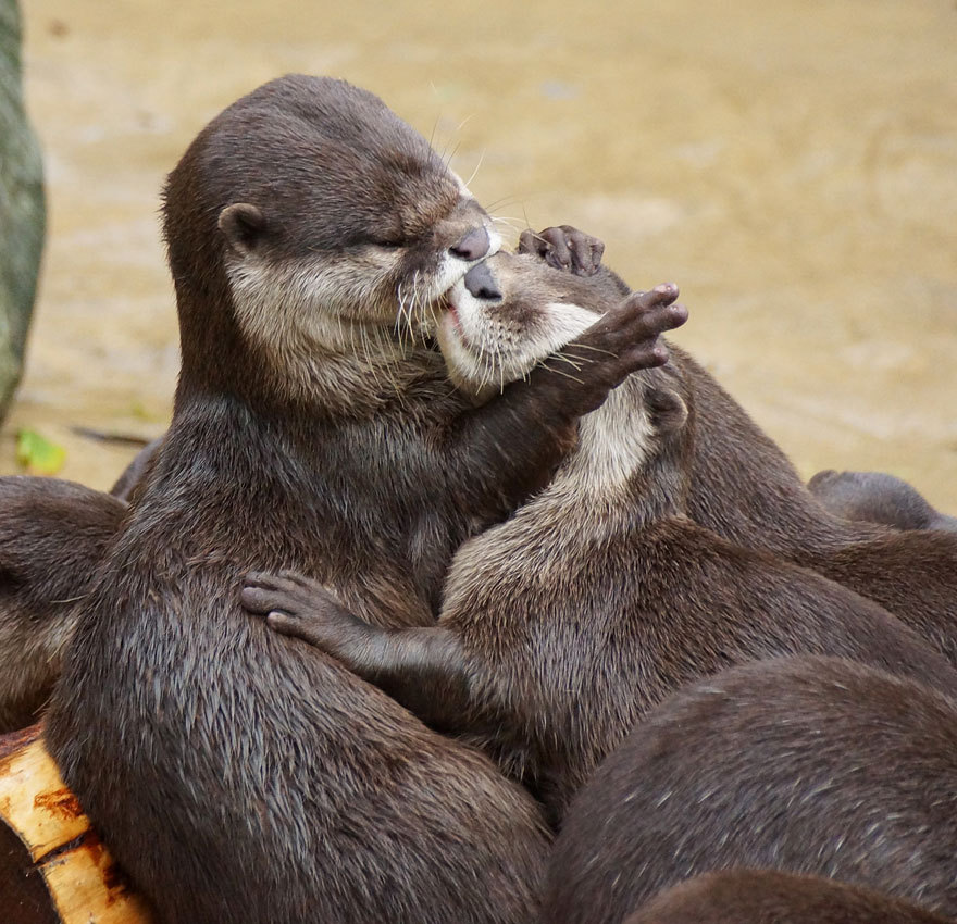 “I love you so much I want to smother your face with kisses and squish you with hugs!”
Via Bored Panda