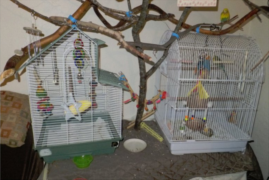 sushiandpie:  EMERGENCY BIRD ADOPTION! a fellow artist on Fur Affinity is going to