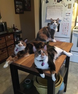 Slu-Cifer: In Case You Ever Wandered What 3 Calicos Being Assholes Ever Looked Like,