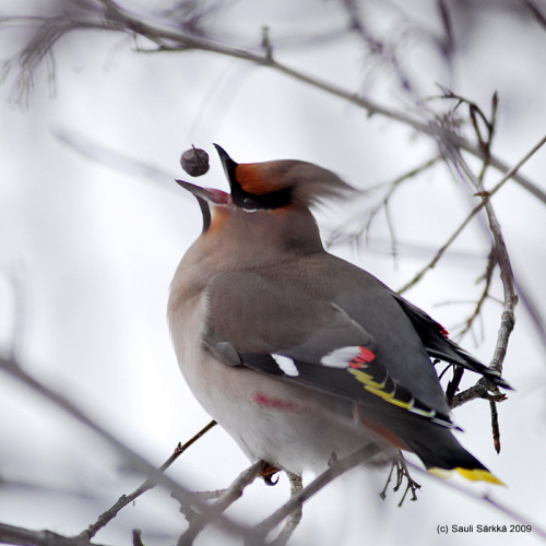 Bohemian Waxwing (Bombycilla garrulus) &gt;&gt;by Sauli Särkkä