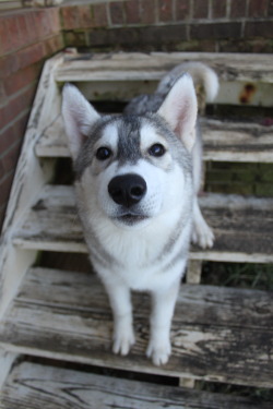 snowdogsshowdogs:  It’s hard to choose