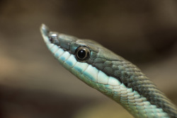 Llbwwb:  Argentine Racer (By Official San Diego Zoo)