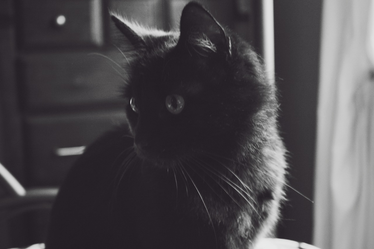 beckisbookshelf:  One year ago today a skinny, scruffy, black kitten showed up on
