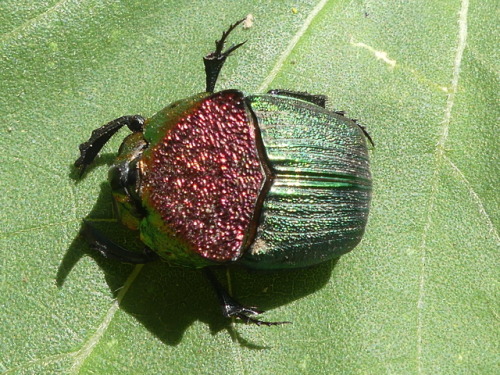 bugkeeping:a found a duderainbow scarab Phanaeus vindex