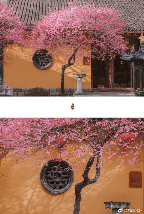 fuckyeahchinesegarden:plum blossoms in 铁佛寺tiefo temple, huzhou, zhejiang province by 刘顺儿妞