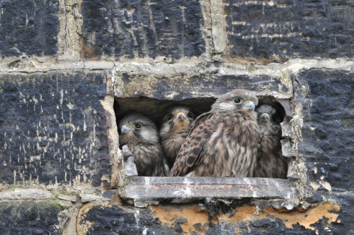 illustratedjai: becausebirds: avianrecon: Kestrel family in England.  Source. These are my hole