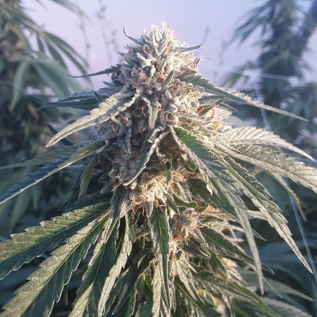 captainweedwarrior:  For all your smoking supplies go to http://smokesupplies.org 