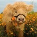 botanical-artistry:cows with flowers