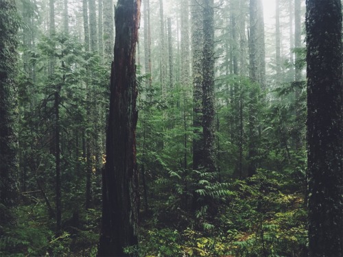 justapplyyourself:Rock of Ages Trail. Corbett, Oregon.