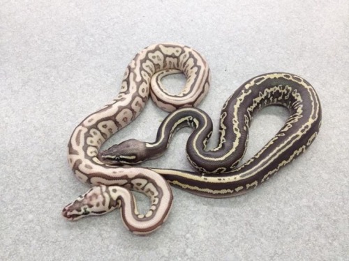 serpentineallthetime: Left is a Queenbee Leopard and the one on the right is a Lesser Platinum (poss
