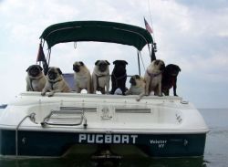 lovelypugs:  smooth sailing :p  OLHA NOSSA IDÉIA AI