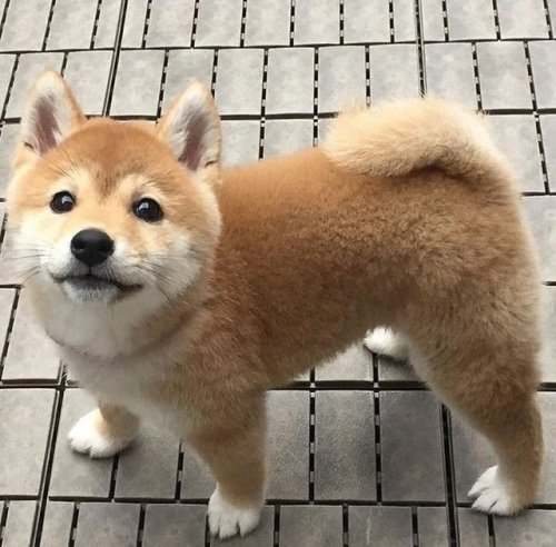 carudamon119:  彫処 華 tattoo artist‏ @oregaitigoore15 柴犬が世界中で 愛される理由がわかる４枚の写真。 