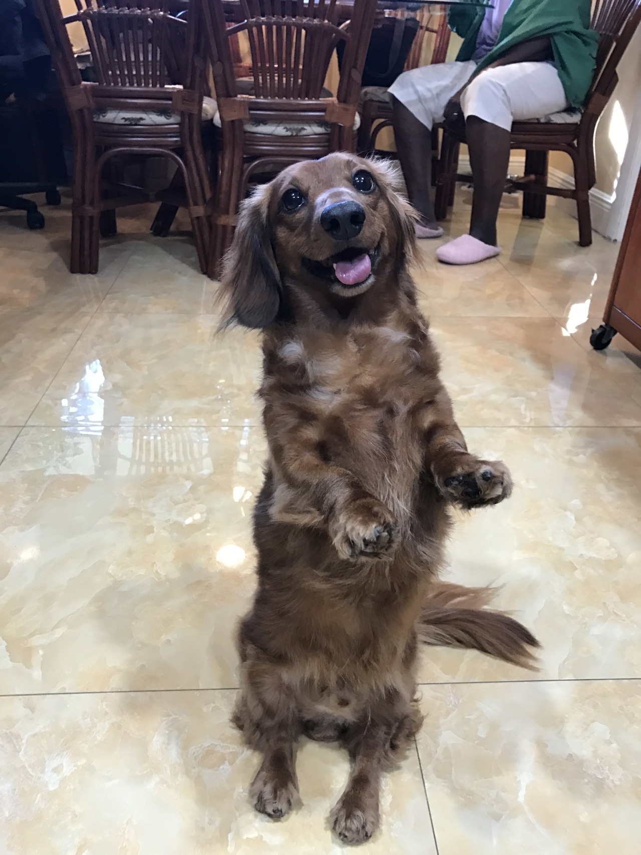 handsomedogs:This is Jasper. He’s Aj adorable friend to have. - @p90hex What a