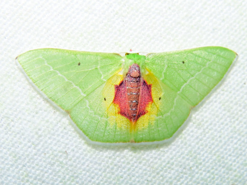 Sex onenicebugperday:  Emerald moths in the subfamily pictures