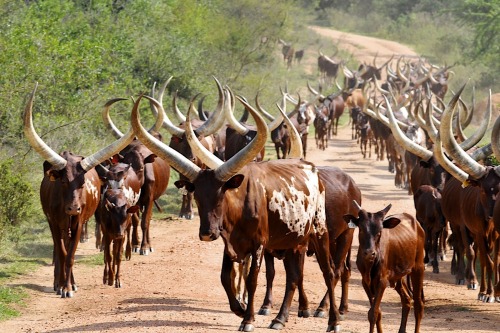 rhaalia:  wapiti3:    The Ankole-Watusi, also known as Ankole Longhorn is a breed of cattle originally native to Africa. Its large distinctive horns that can reach up to 8 ft (2.4 m) from tip to tip are used for defense and cooling by honeycombs of