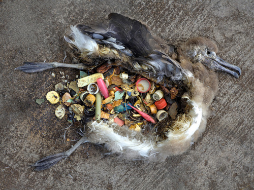 nikolawashere:  likeafieldmouse:  Chris Jordan - Midway: Message from the Gyre (2009-current) I understand that these are horrific, disturbing images and not remotely beautiful. At first I was under the impression that the albatross remains had been