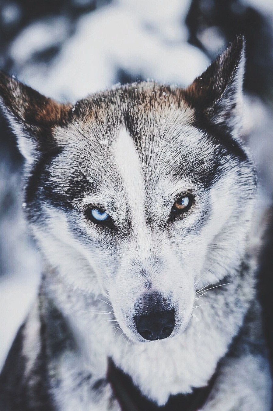 ikwt:  Two different colors [photo by moners] | Our Instagram Page