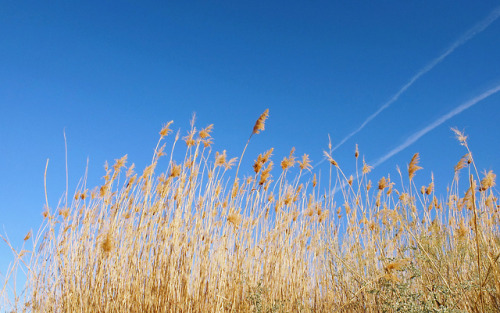 Clark County Wetlands Park. Sharon Patterson Monge