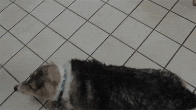 corgiaddict:  letterstogodptiii:  Corgi takes a bath [x]  YES 