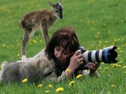 dawwwwfactory:  This photographer who was approached by a baby deer and a baby wolf Click here for more adorable animal pics!