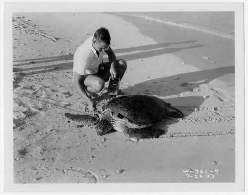 riversidearchives:  One Turtle’s Story May 23 is World Turtle Day, a day sponsored annually by the American Tortoise Rescue organization to increase knowledge of, and respect for, turtles and tortoises worldwide.  Shown here are six sequential photographs