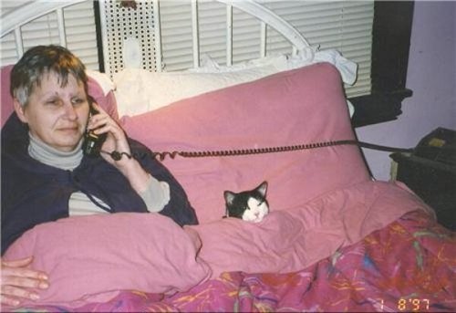 Reblog If You Support Cats Tucked Up In Bed
