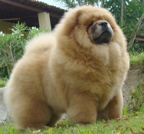 cyberfricking:  look at this fluffy dog 