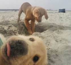 babyanimalgifs:  The cutest photobomb ever