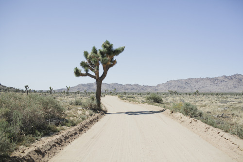 Joshua Tree, 2014