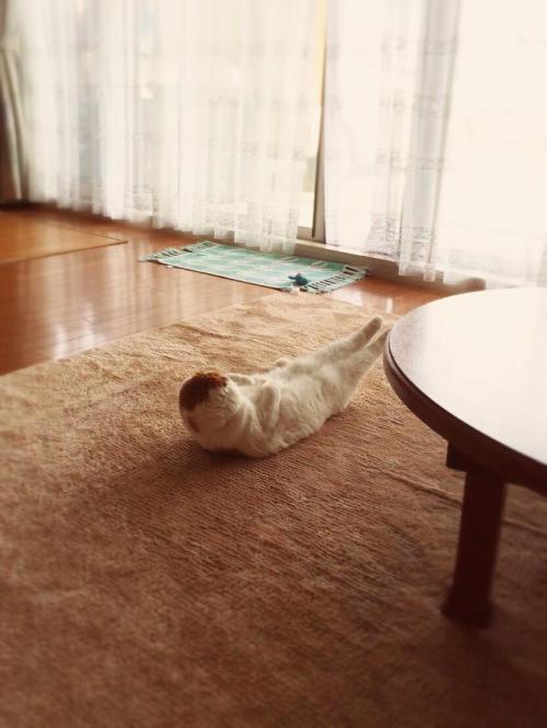 darylfranz:  エビフライみたいな格好で筋トレする猫ｗｗｗｗｗ - ハムスター速報