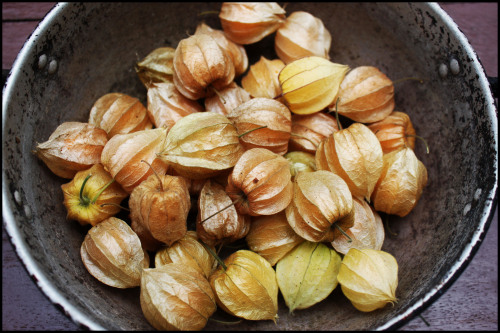 Uvilla Uvilla is a fruit that is indigenous to high altitude South America, though now is cultivated