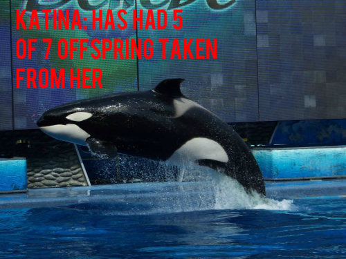 sit2beats:twostarsandstripes:freedomforwhales:You give this corporation your money, you’re the one paying for the abuse to continue.  Yeah, shut down SeaWorld. These animals need their freedom.  Down with SeaWorld  Can anyone explain to me what happened