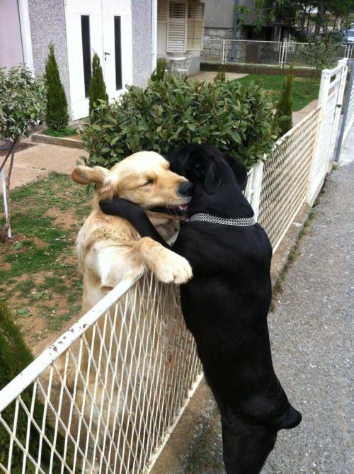 pleatedjeans:22 Animals That Really Need a Hug Right Now