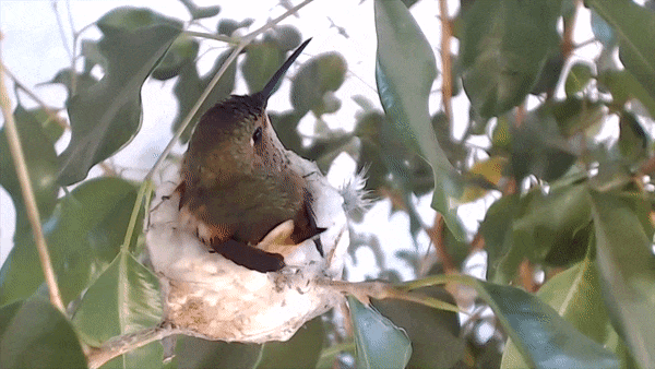 Full video: Bella The Hummingbird Lays Two Eggs