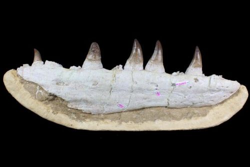 fossilera: Massive, 25" Mosasaur (Prognathodon) Jaw - With Huge Bite Mark! This is a HUGE, jaw 