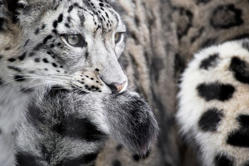 awesome-picz:    Snow Leopards Love Nomming On Their Fluffy Tails. 