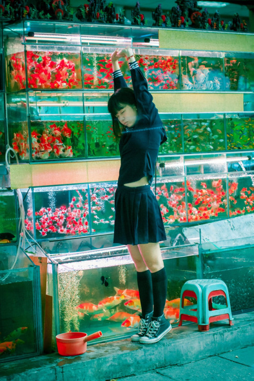 fuck-yeah-aquascaping: 夢の中の人が走る Koi shop … whatever :)