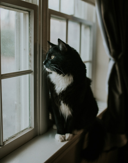 boschintegral:sgphotography77:At the Window@mostlycatsmostly