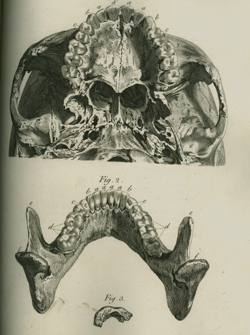 ri-science:  The Natural History of the Human Teeth by John Hunter F.R.S., 1771 Royal Institution Rare Book Collection This book aimed to explain the structure, use, formation, growth and disease of teeth. It was compiled by John Hunter (1728-1793) a