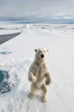 visualechoess:  Walking on Ice - © Kyriakos